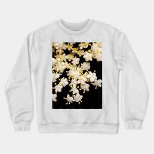 Blackhaw flowers (Viburnum prunifolium) Crewneck Sweatshirt